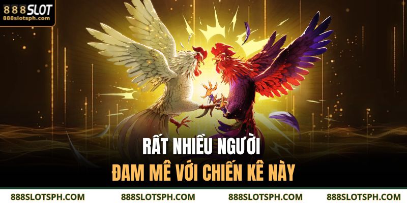 Rất nhiều người đam mê với chiến kê này