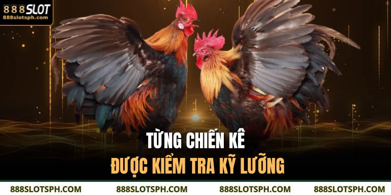 Từng chiến kê được kiểm tra kỹ lưỡng